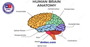 anatomy 