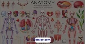 NRE Step 1 anatomy